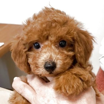 タイニープードル【静岡県・男の子・2025年3月22日・レッド】の写真「兄弟姉妹中男の子ひとり～優しい男の子BOKU♡」