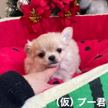 チワワ(ロング)【静岡県・男の子・2024年10月18日・クリーム&ホワイト】の写真「ふわっふわな毛吹きのちょっとシャイなBOKU」