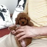 タイニープードル