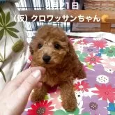 タイニープードル【静岡県・女の子・2025年3月22日・レッド】の写真1
