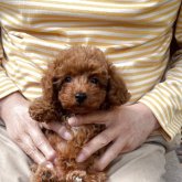 トイプードル(ティーカップ)