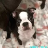 ボストンテリア