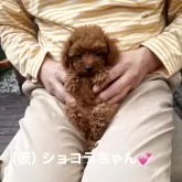 ティーカッププードル