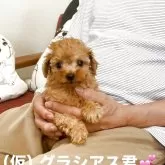 ティーカッププードル