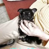 チワワ(ロング)【静岡県・男の子・2025年9月26日・ブラックタン&ホワイト】の写真1