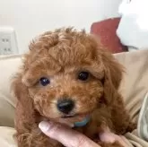 タイニープードル