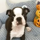 ボストンテリア【静岡県・男の子・2025年8月10日・ブリンドル&ホワイト】の写真4