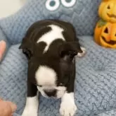 ボストンテリア【静岡県・男の子・2025年8月10日・ブリンドル&ホワイト】の写真5