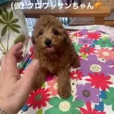 タイニープードル【静岡県・女の子・2025年3月22日・レッド】の写真2