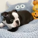 ボストンテリア【静岡県・男の子・2025年8月10日・ブリンドル&ホワイト】の写真3