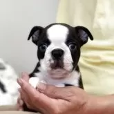 ボストンテリア【静岡県・男の子・2025年8月10日・ブリンドル&ホワイト】の写真6