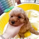 タイニープードル【静岡県・男の子・2025年8月29日・レッド】の写真4