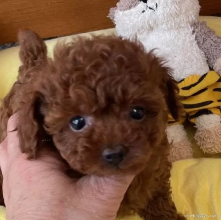 ID:2409-07187の子犬