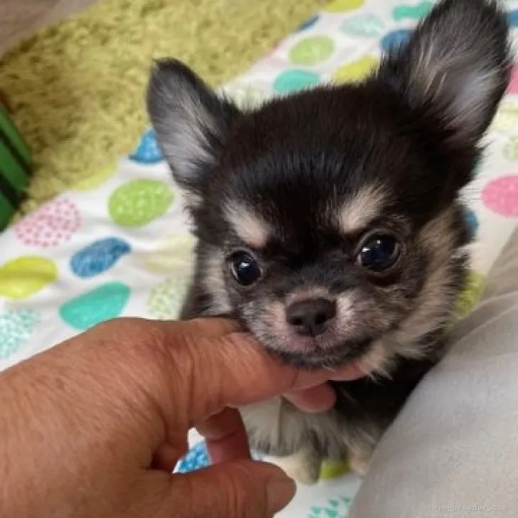 きよみ 様のお迎えした子犬