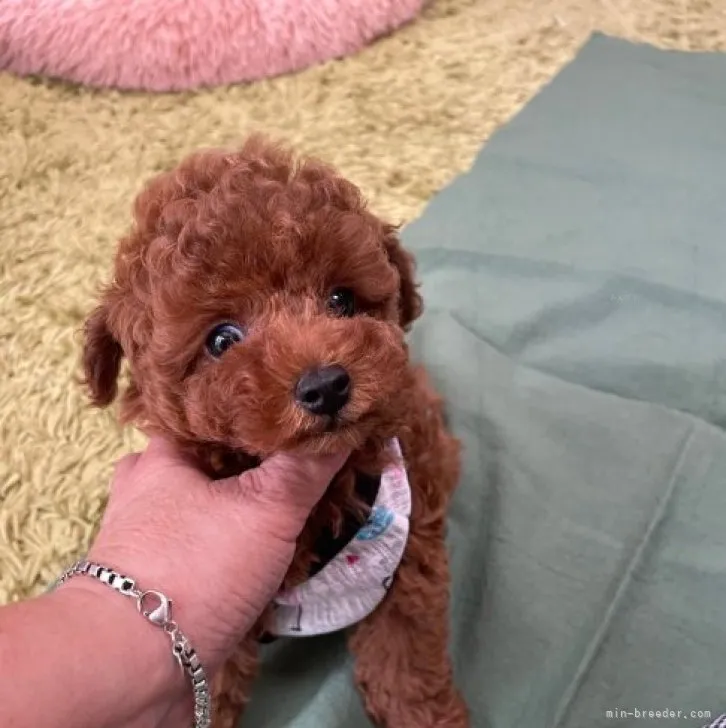 ID：2310-03054の子犬