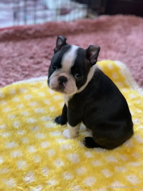 ID：2108-00571の子犬