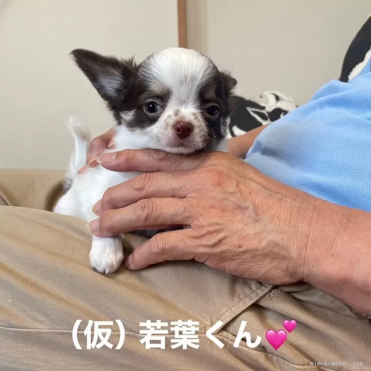 ID:2405-07059の子犬