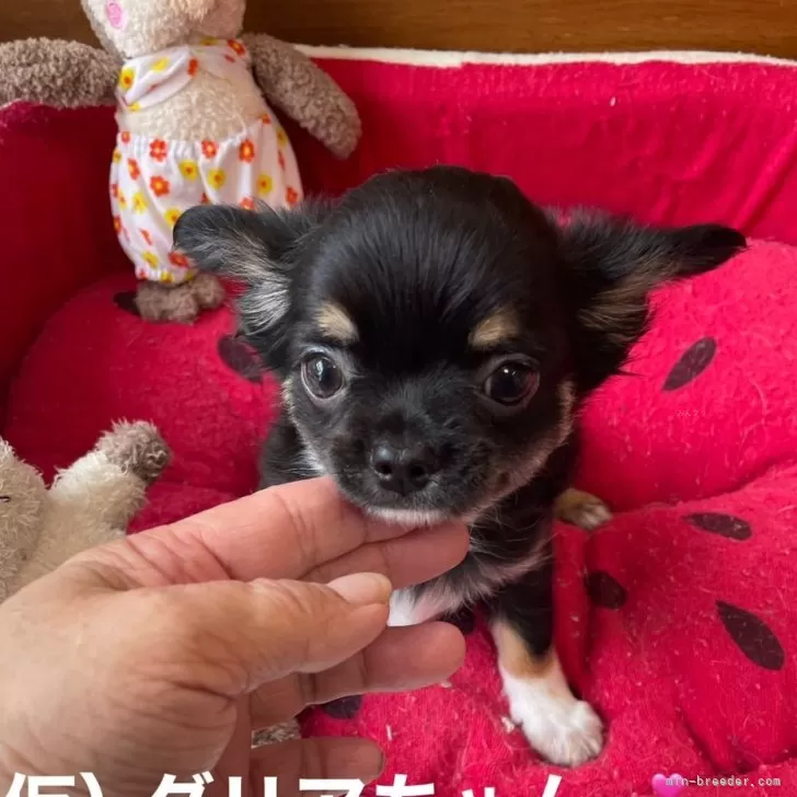 ID:2405-07169の子犬