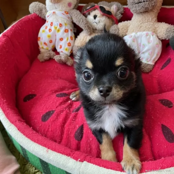 ID:2312-05721の子犬