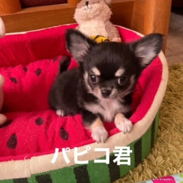 ID：2306-02155の子犬