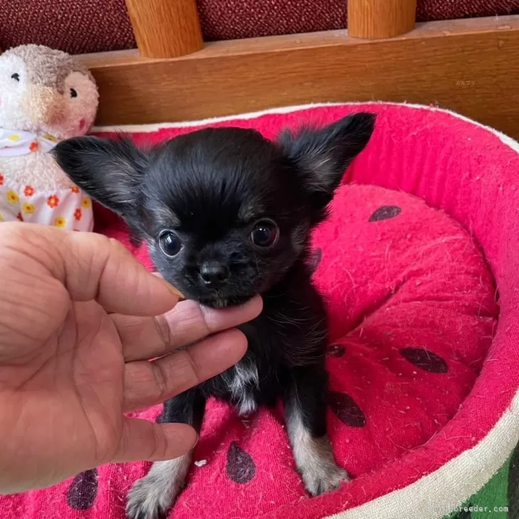 ID:2405-07177の子犬