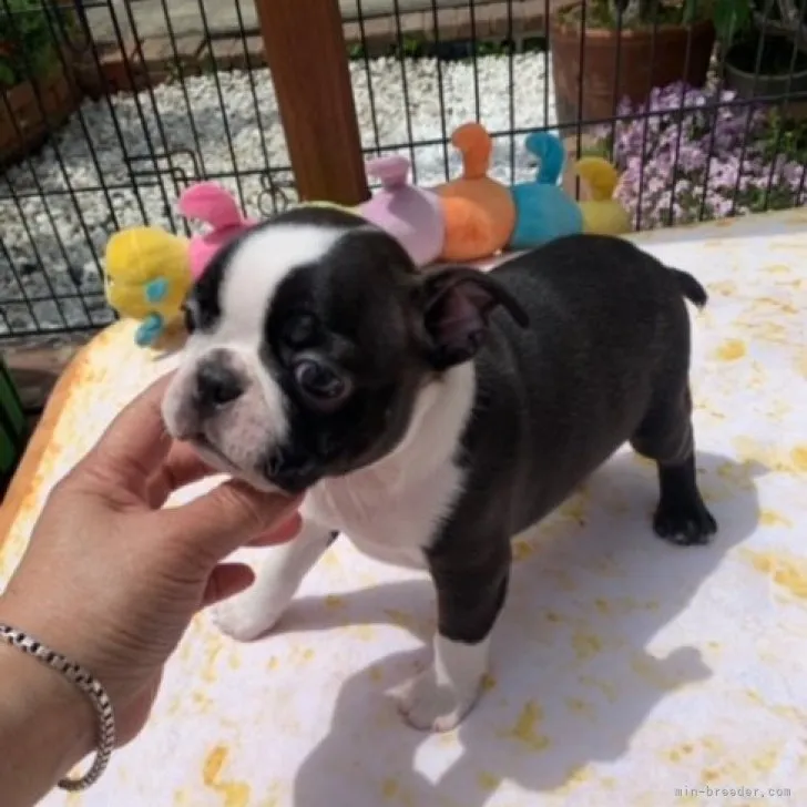 ID：2304-05842の子犬
