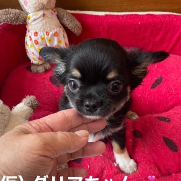 チワワ(ロング)【静岡県・女の子・2024年3月28日・ブラックタン&ホワイト】の写真「普段大人しく呼ばれるとしっぽをブンブン喜ぶ子です。」