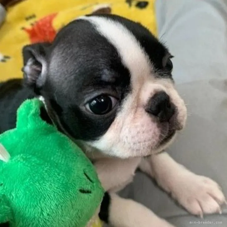 ID：2209-02932の子犬