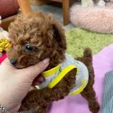 タイニープードル【静岡県・女の子・2023年8月1日・レッド】の写真2「9/23撮影」