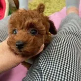 タイニープードル【静岡県・女の子・2023年8月1日・レッド】の写真5「9/23撮影」