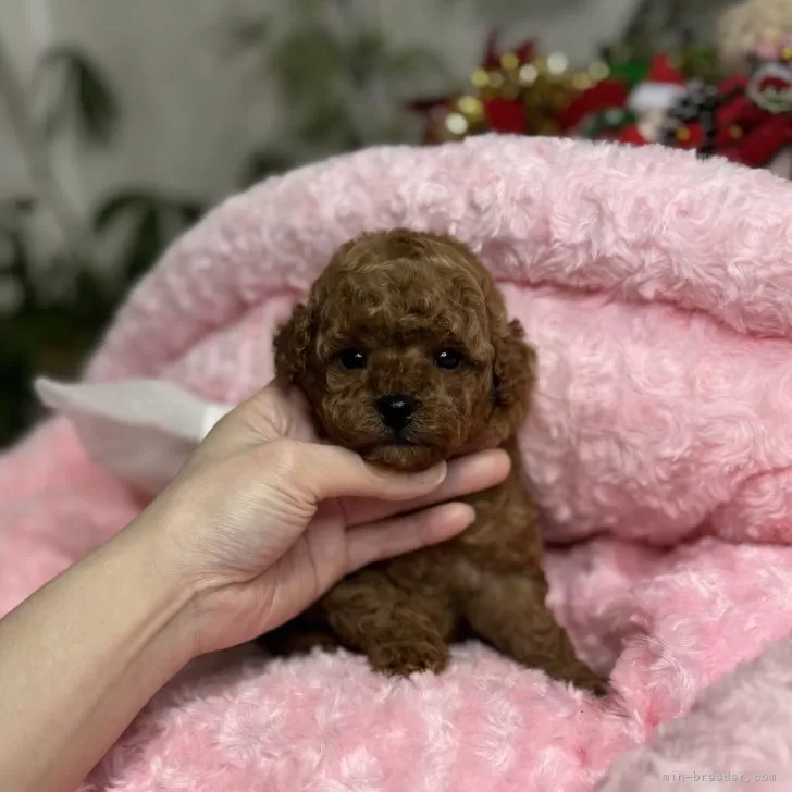 ID:2503-03045の子犬