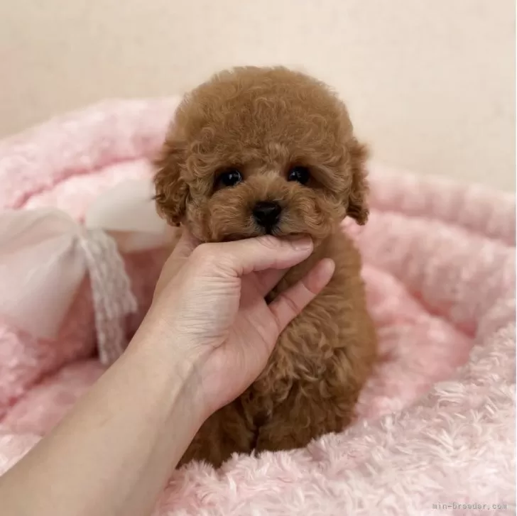 H.F 様のお迎えした子犬