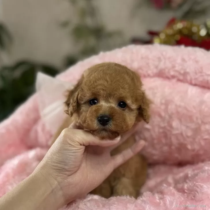 ID:2412-01869の子犬