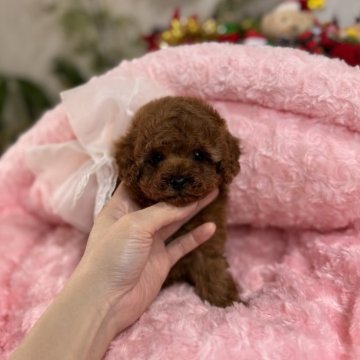 トイプードル(ティーカップ)【大阪府・男の子・2024年12月18日・レッド】の写真「お目目クリクリ可愛い男の子です(*^^*)」