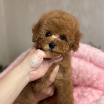 トイプードル(タイニー)【大阪府・男の子・2025年2月2日・レッド】の写真「お目目くりくり可愛い男の子です♪」