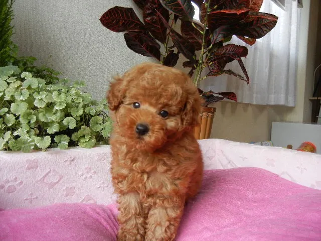 ID:1404-00379の子犬