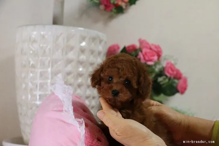 ID:1802-00412の子犬