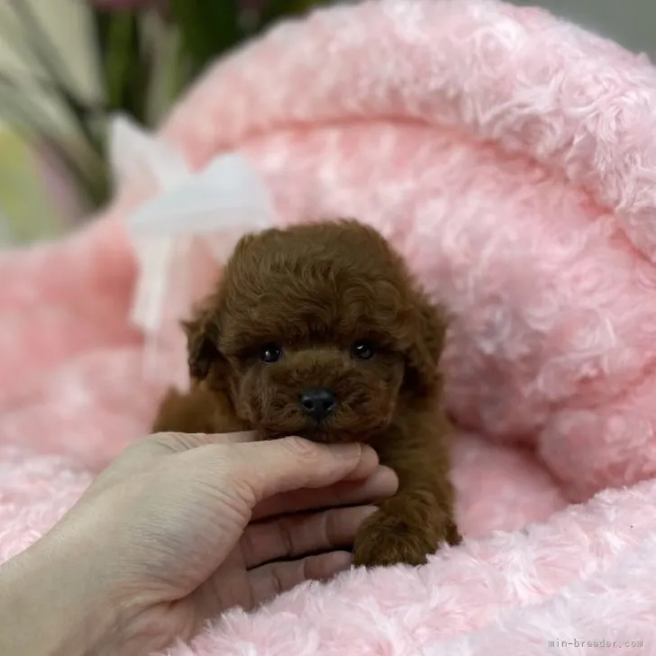 ゆめみるひと 様のお迎えした子犬