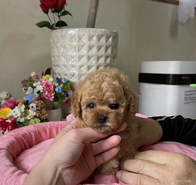 まっすん 様のお迎えした子犬