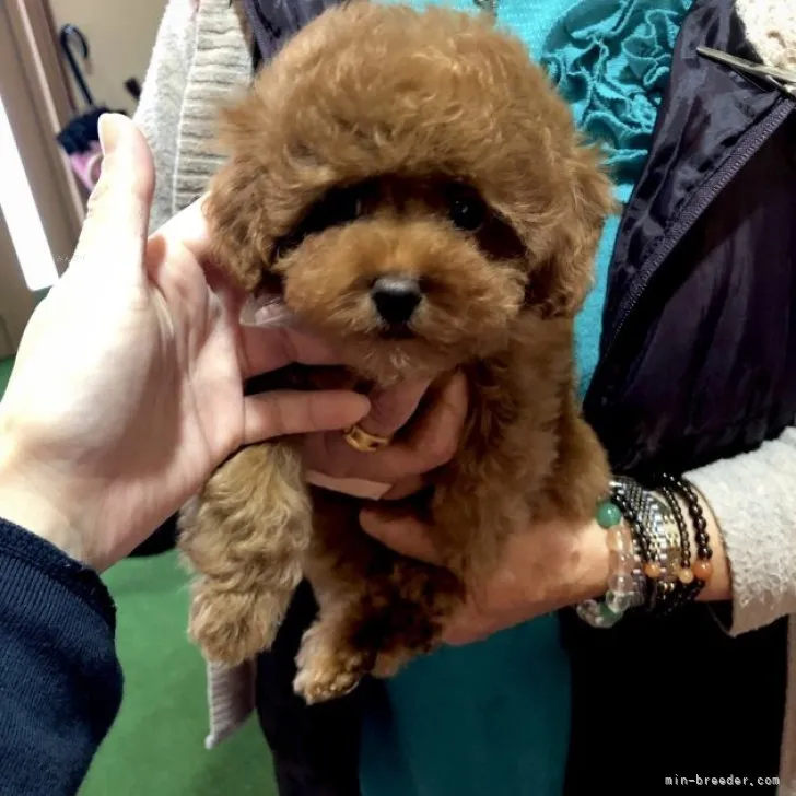 Shiho 様のお迎えした子犬