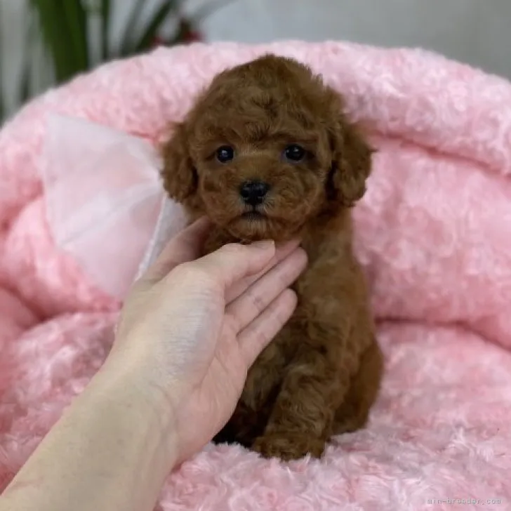 ID:2304-03471の子犬
