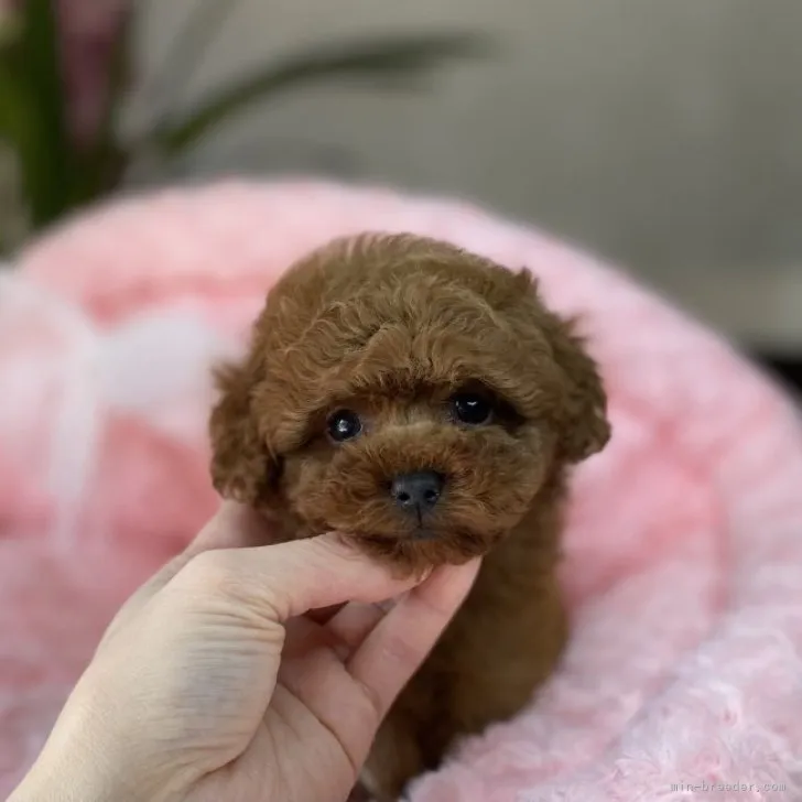 プリン 様のお迎えした子犬