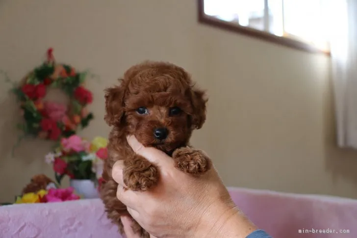ID:1611-01753の子犬