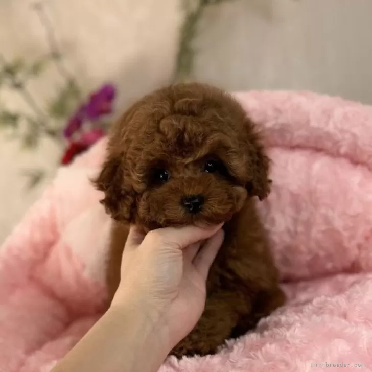 ID:2311-04067の子犬