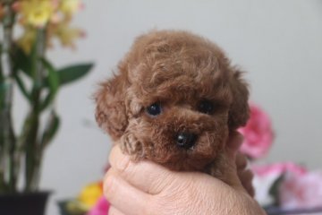 トイプードル(タイニー)【大阪府・女の子・2016年2月22日・レッド】の写真「瞳の大きな美人さん☆」