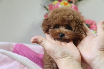 トイプードル(ティーカップ)【大阪府・女の子・2015年3月16日・レッド(血統優秀♪ティーカップサイズ予想)】の写真「極小♪可愛い女の子♪」