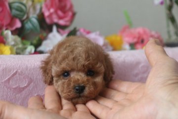 トイプードル(タイニー)【大阪府・男の子・2016年2月22日・アプリコット】の写真「色素もしっかりしています♪」
