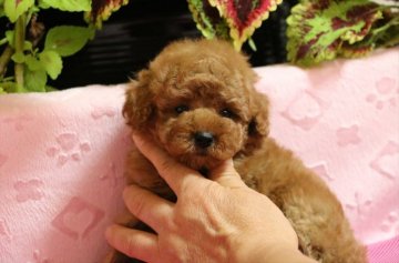 トイプードル(タイニー)【大阪府・女の子・2014年10月1日・レッド(血統優秀♪タイニー予想)】の写真「モコモコぬいぐるみのような可愛い子」