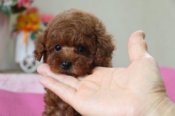 トイプードル(ティーカップ)【大阪府・男の子・2015年4月25日・濃いレッド♪ティーカップサイズ予想】の写真「お顔の小さなハンサムボーイ♪」