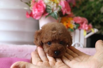 トイプードル(タイニー)【大阪府・男の子・2015年6月22日・レッド】の写真「アイコンタクトのとれる賢い子です(*^_^*)」